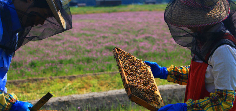 福田養蜂場の採蜜風景